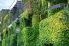 Green wall